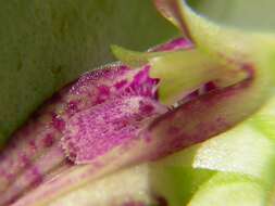 Image of Acianthera pectinata (Lindl.) Pridgeon & M. W. Chase