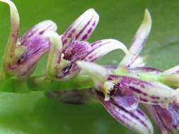 Image of Acianthera pectinata (Lindl.) Pridgeon & M. W. Chase