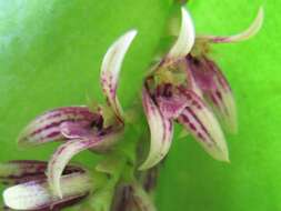 Image of Acianthera pectinata (Lindl.) Pridgeon & M. W. Chase