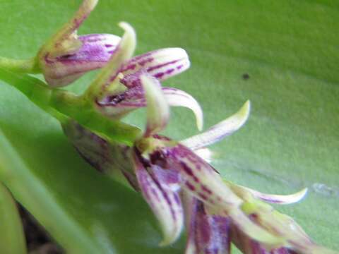 Image of Acianthera pectinata (Lindl.) Pridgeon & M. W. Chase