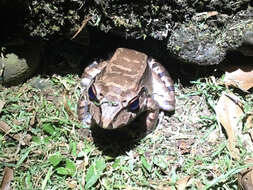 Image of Savage's Thin-toed Frog