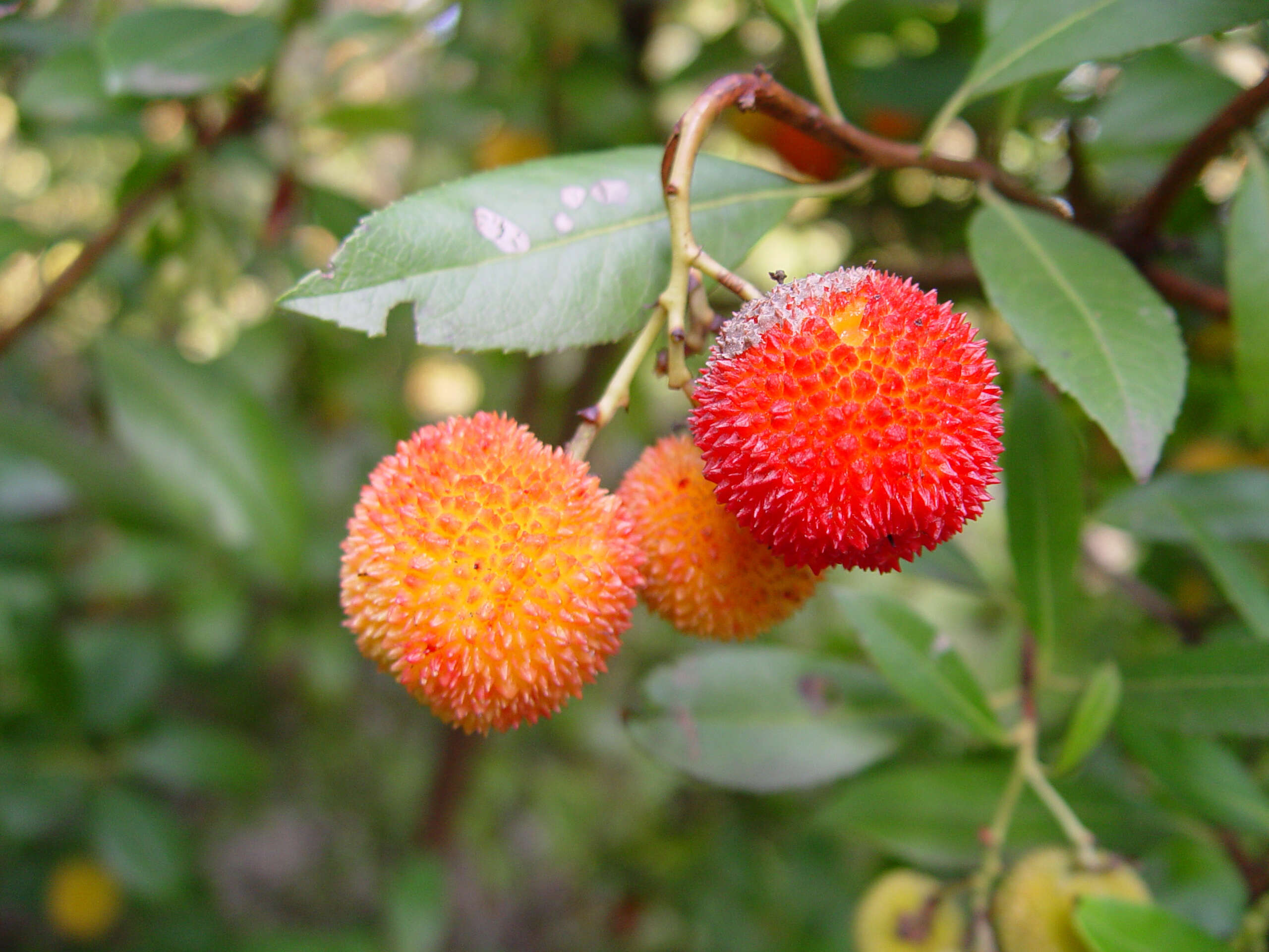 Image of strawberry tree