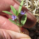 Image de Trichostema austromontanum H. F. Lewis