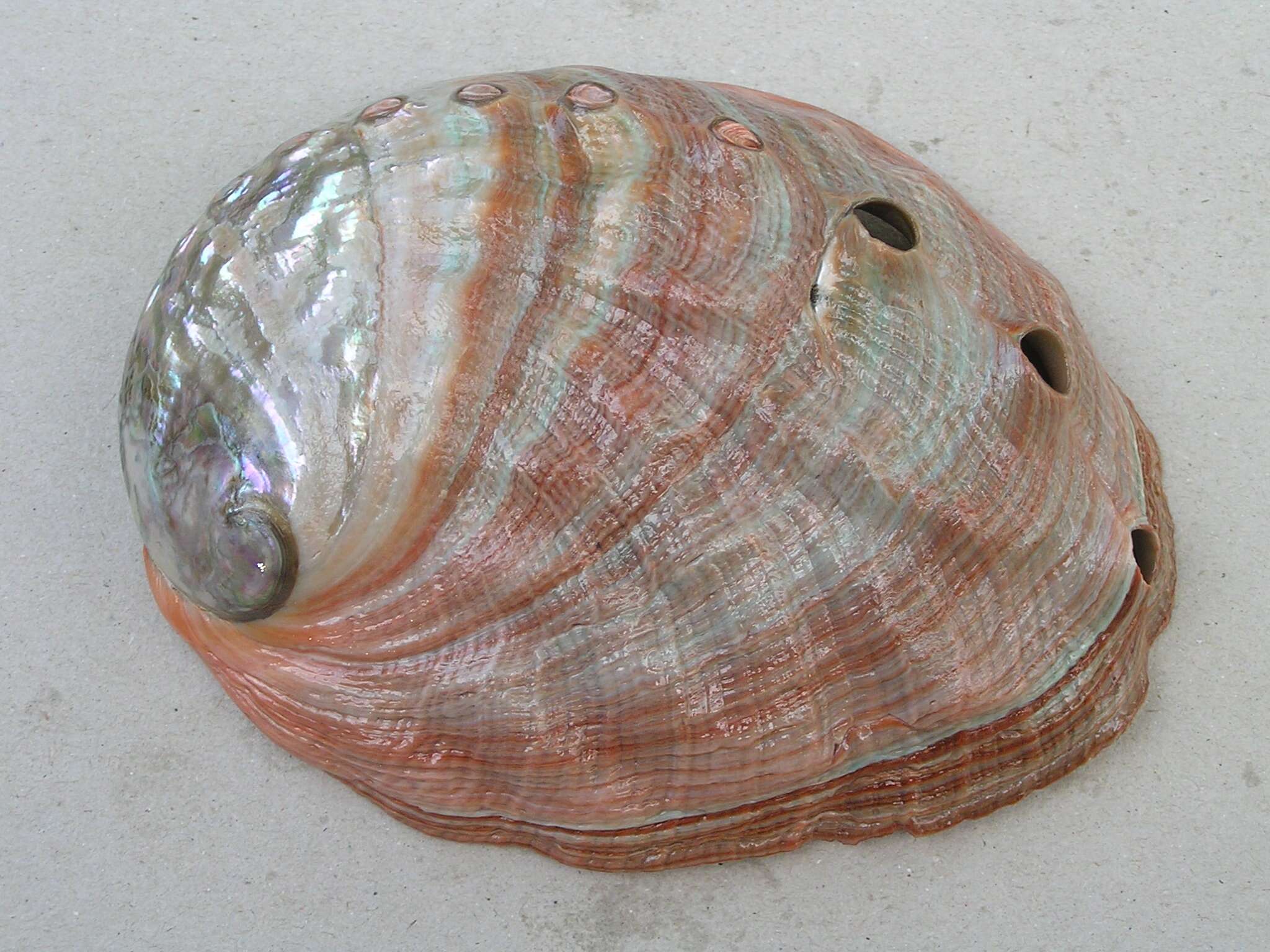 Image of pink abalone