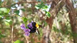 Imagem de Xylocopa calens Lepeletier 1841