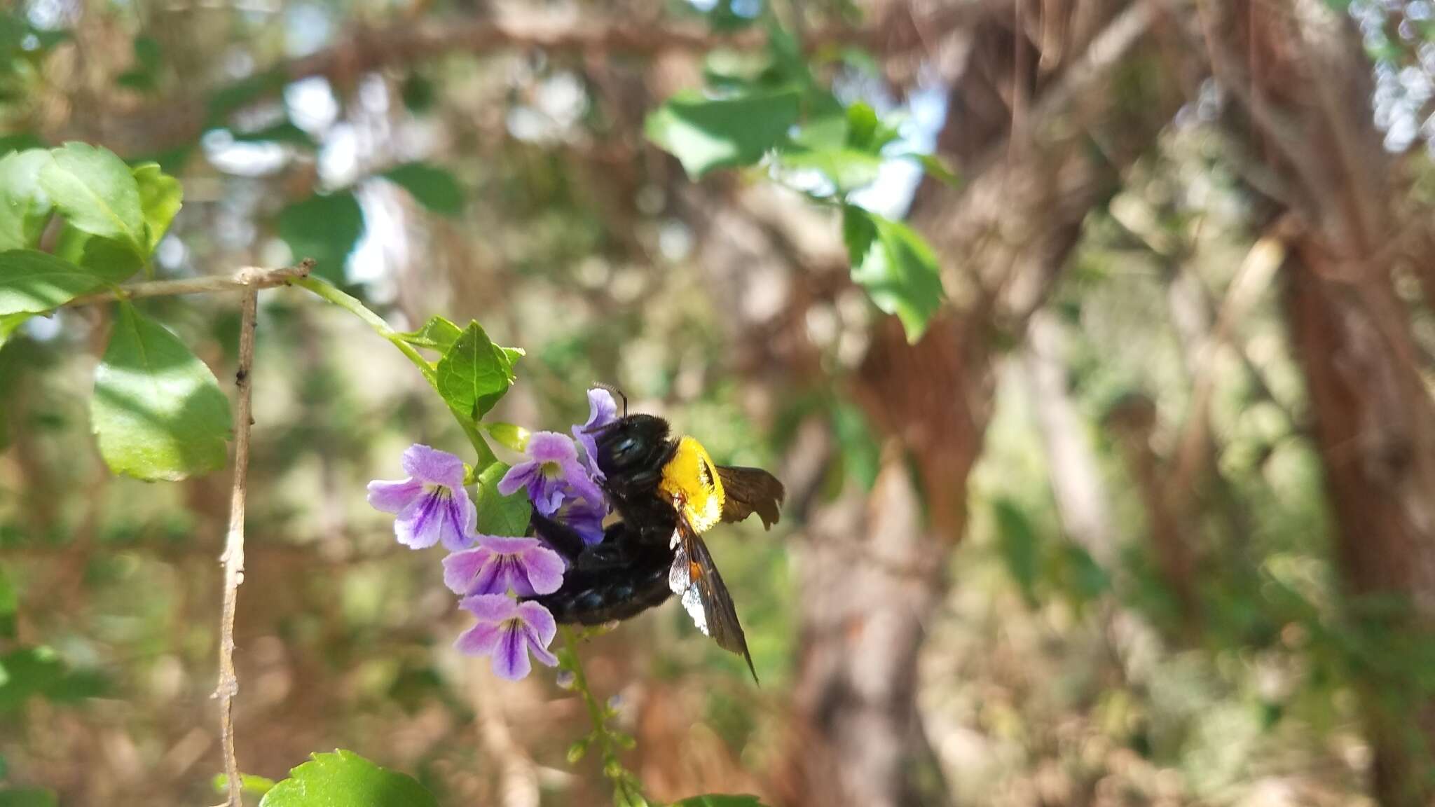 Plancia ëd Xylocopa calens Lepeletier 1841