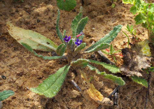 Image of Hormuzakia aggregata (Lehm.) Gusuleac