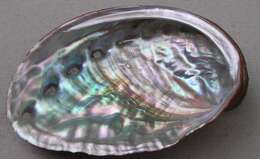 Image of Northern Abalone