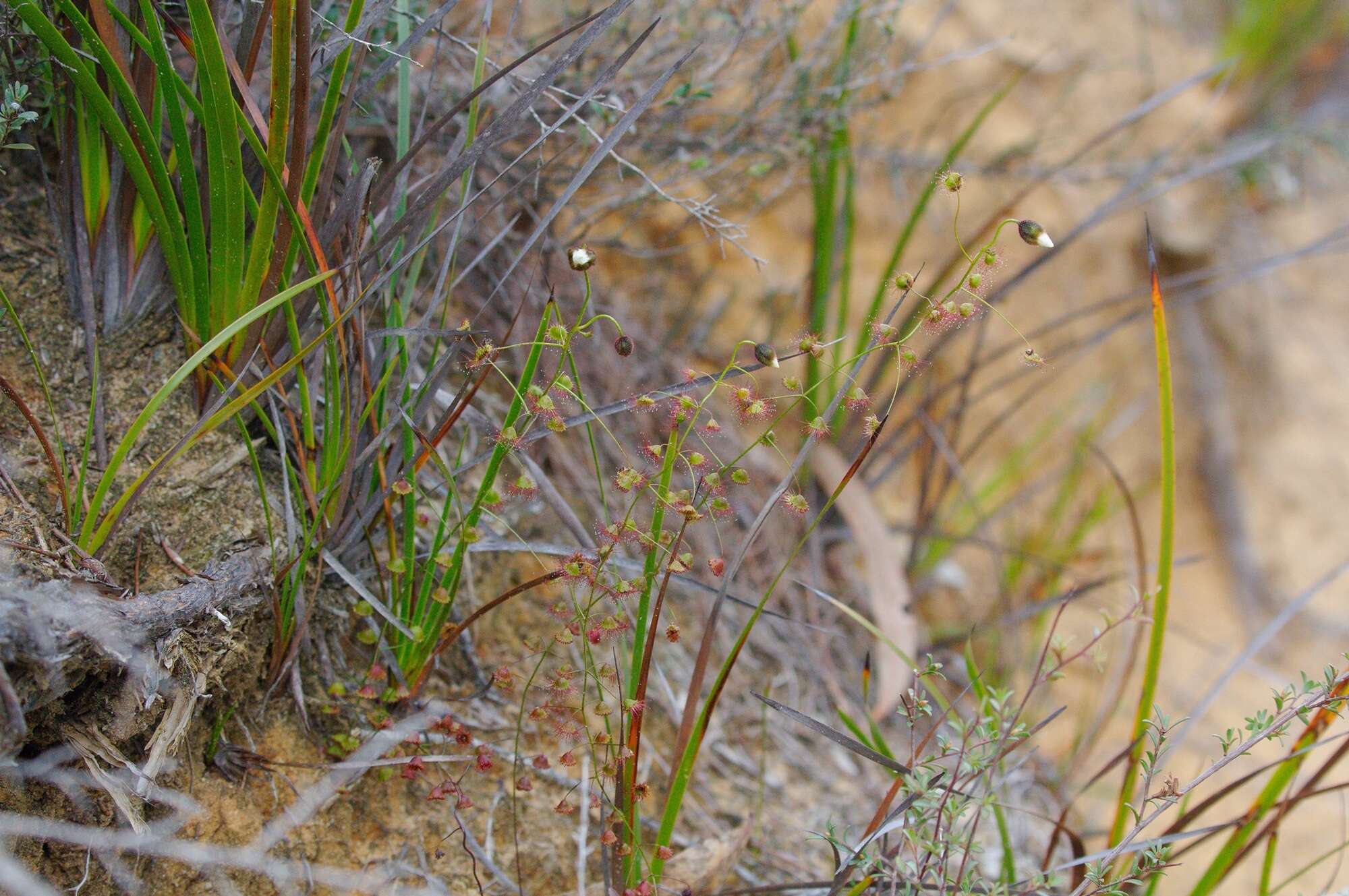 Image of Drosera macrantha Endl.