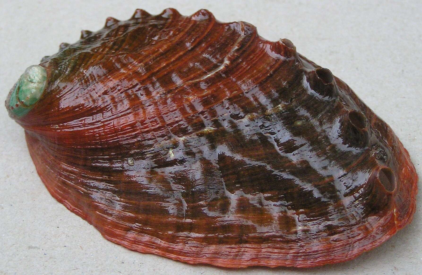 Image of Northern Abalone