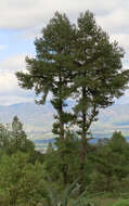 Image of Chihuahua Pine