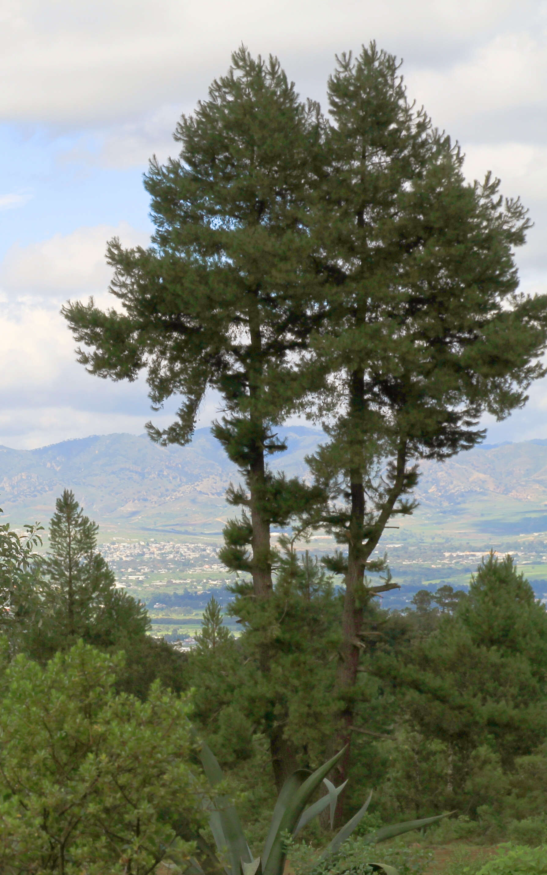 Image of Chihuahua Pine