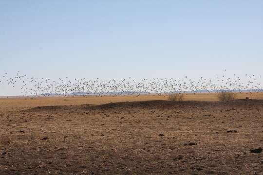 Image of Flock Bronzewing