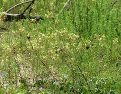 Image of large clammyweed