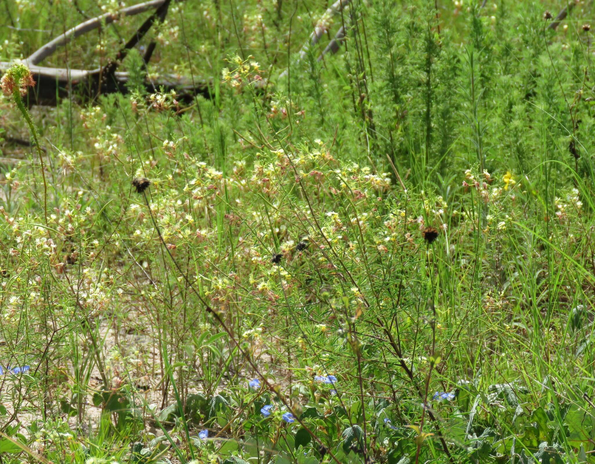 Image of large clammyweed