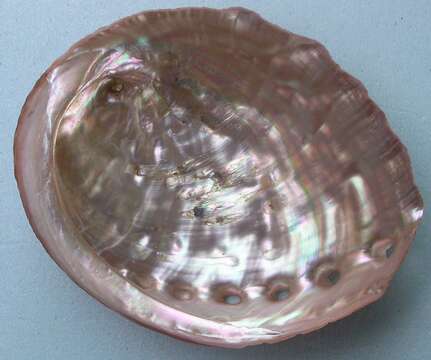 Image of Northern Abalone