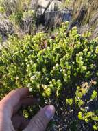 Image of Lime Hardleaf