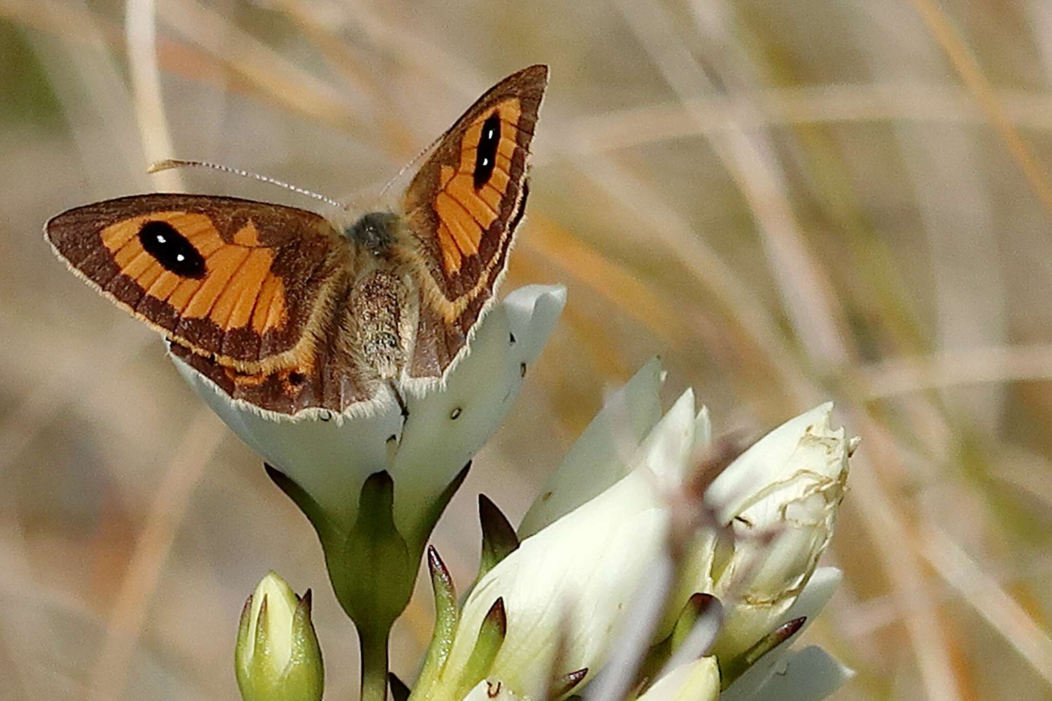 Argyrophenga janitae Craw 1978 resmi