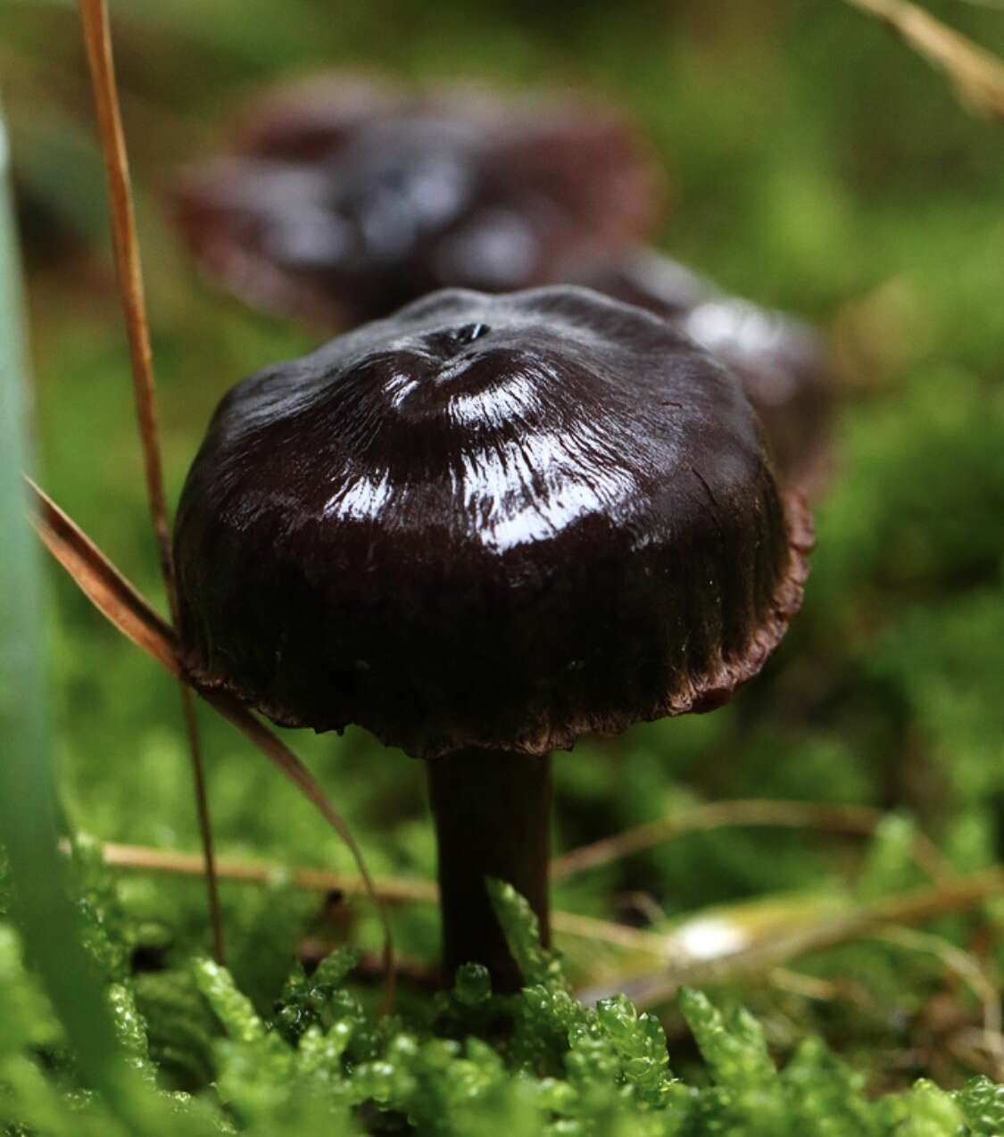 Слика од Cortinarius anthracinus (Fr.) Sacc. 1887