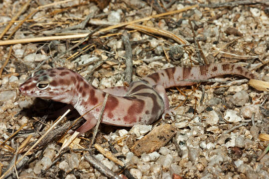 Image of Western Banded Gecko