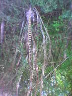 Image of Crotalus totonacus Gloyd & Kauffeld 1940