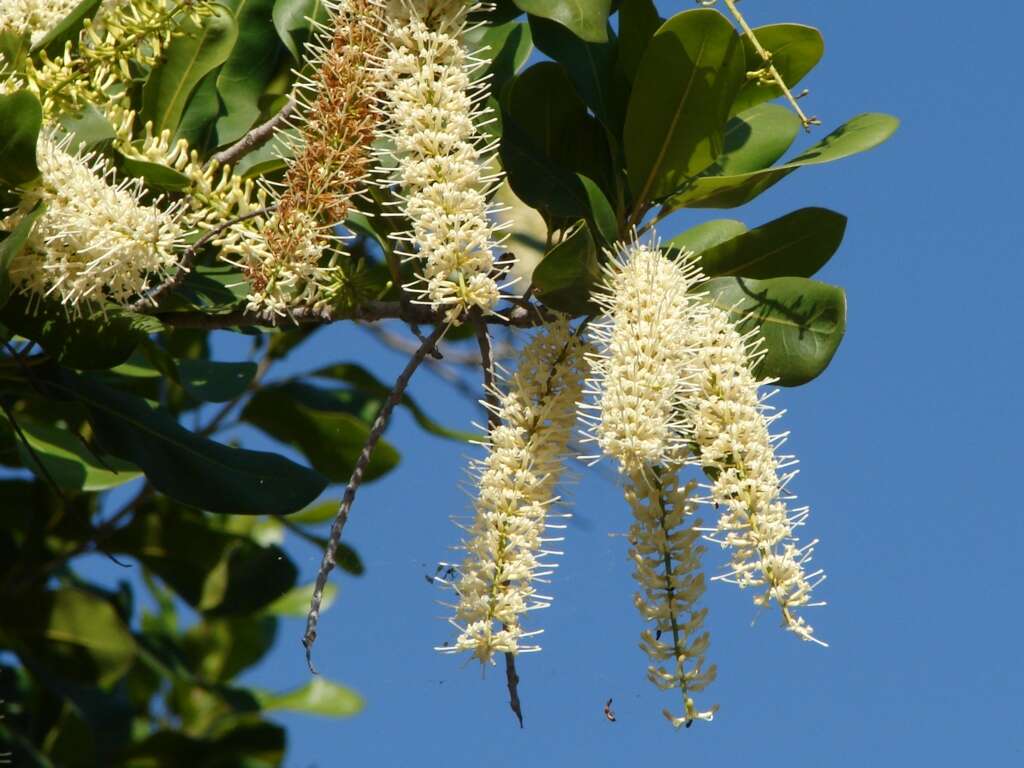 Image of macadamia nut