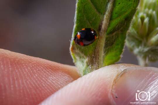 صورة Brachiacantha quadripunctata Melsheimer 1847