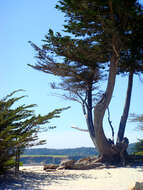 Image of Monterey cypress