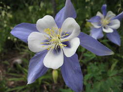 Image of Colorado blue columbine