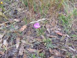 Image of slender clarkia