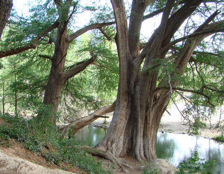 Image of Mexican Cypress