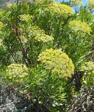 Image of Notobubon galbanum (L.) Magee