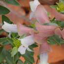 Image of Prostanthera magnifica C. A. Gardner