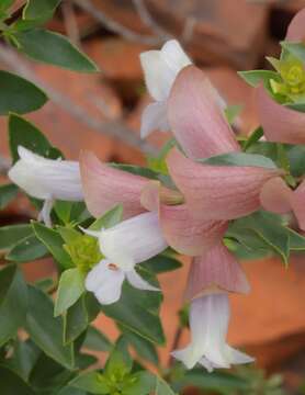 Prostanthera magnifica C. A. Gardner resmi