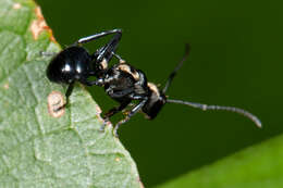 Image de Polyrhachis cleopatra Forel 1902