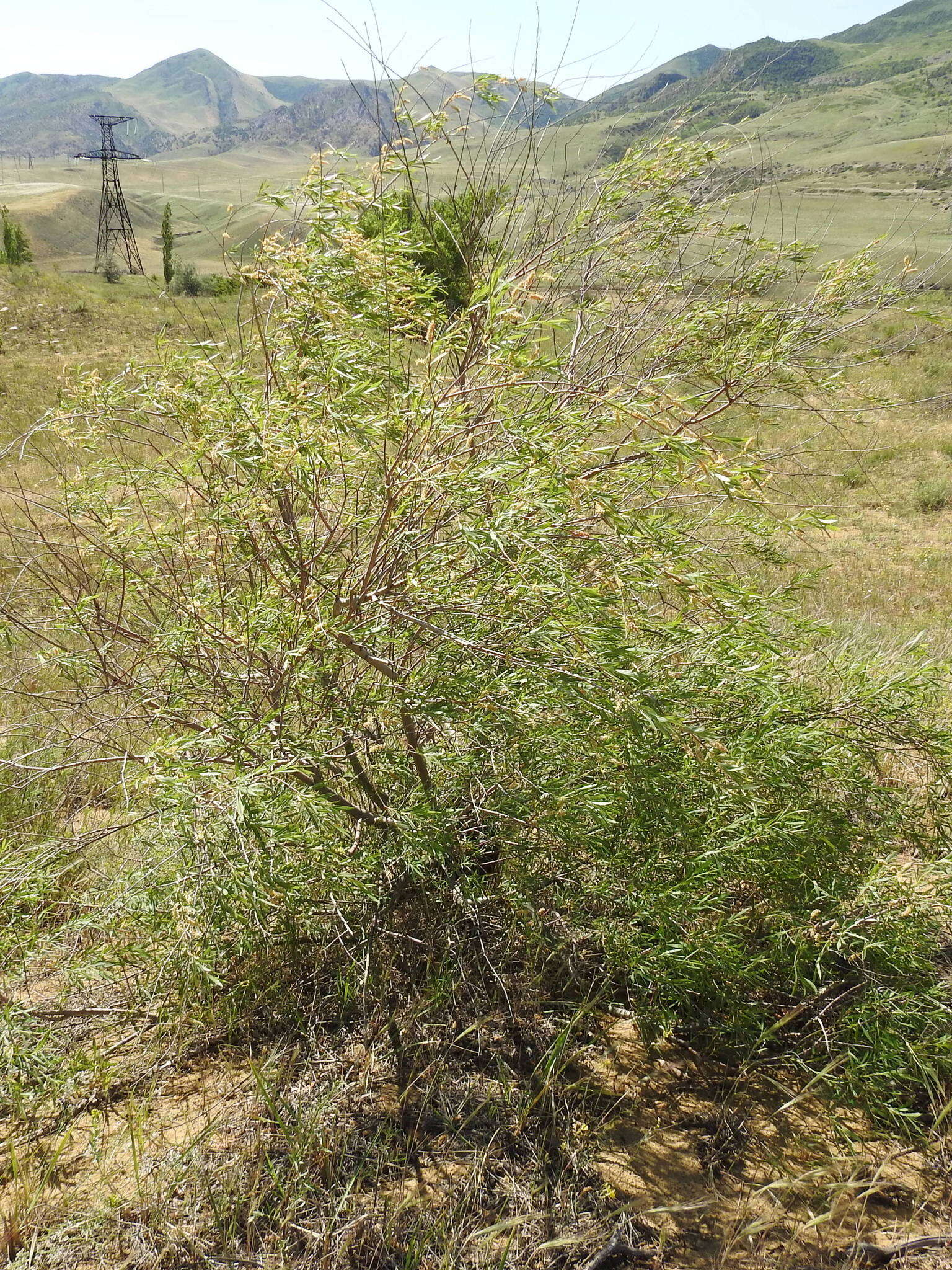 Imagem de Salix caspica Pallas