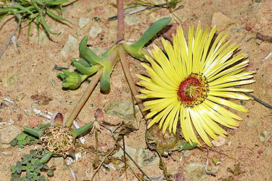 صورة Cephalophyllum tricolorum (Haw.) N. E. Br.