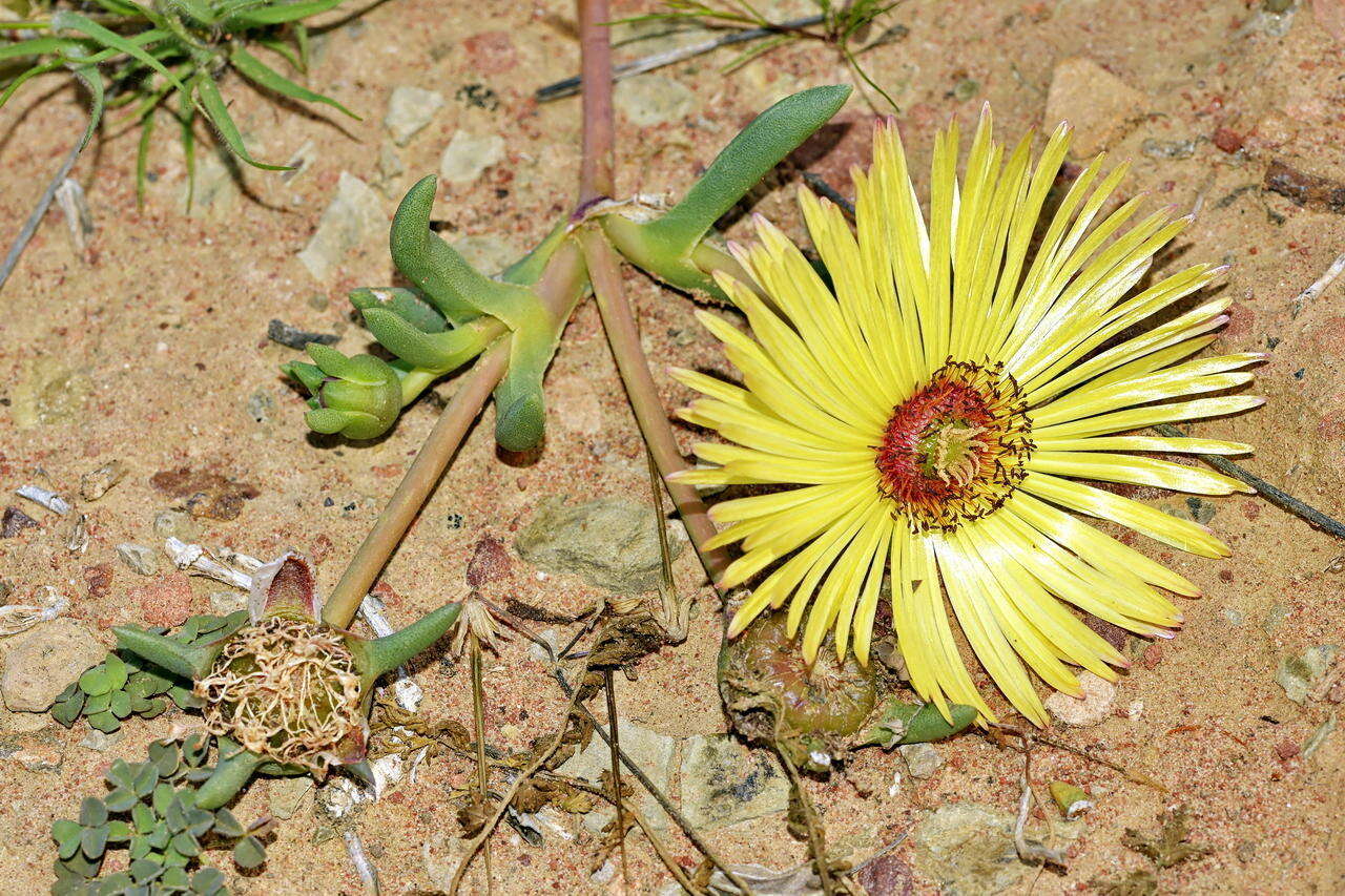 Image of Cephalophyllum tricolorum (Haw.) N. E. Br.