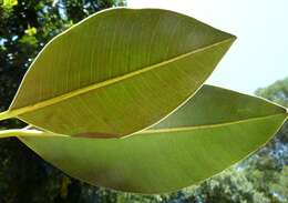 Imagem de Ficus macrophylla Desf.