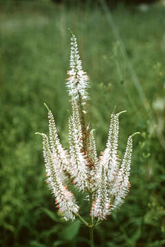 Image of Culver's root