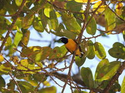 Image of scrub euphonia