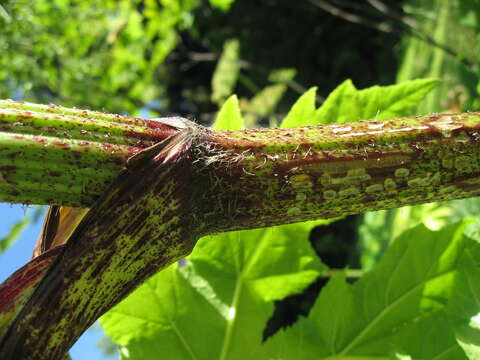 Image of Mantegazzi's Cow-Parsnip