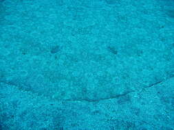 Image of Spiny Butterfly Ray