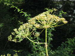 Image of Mantegazzi's Cow-Parsnip