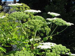 Image of Mantegazzi's Cow-Parsnip