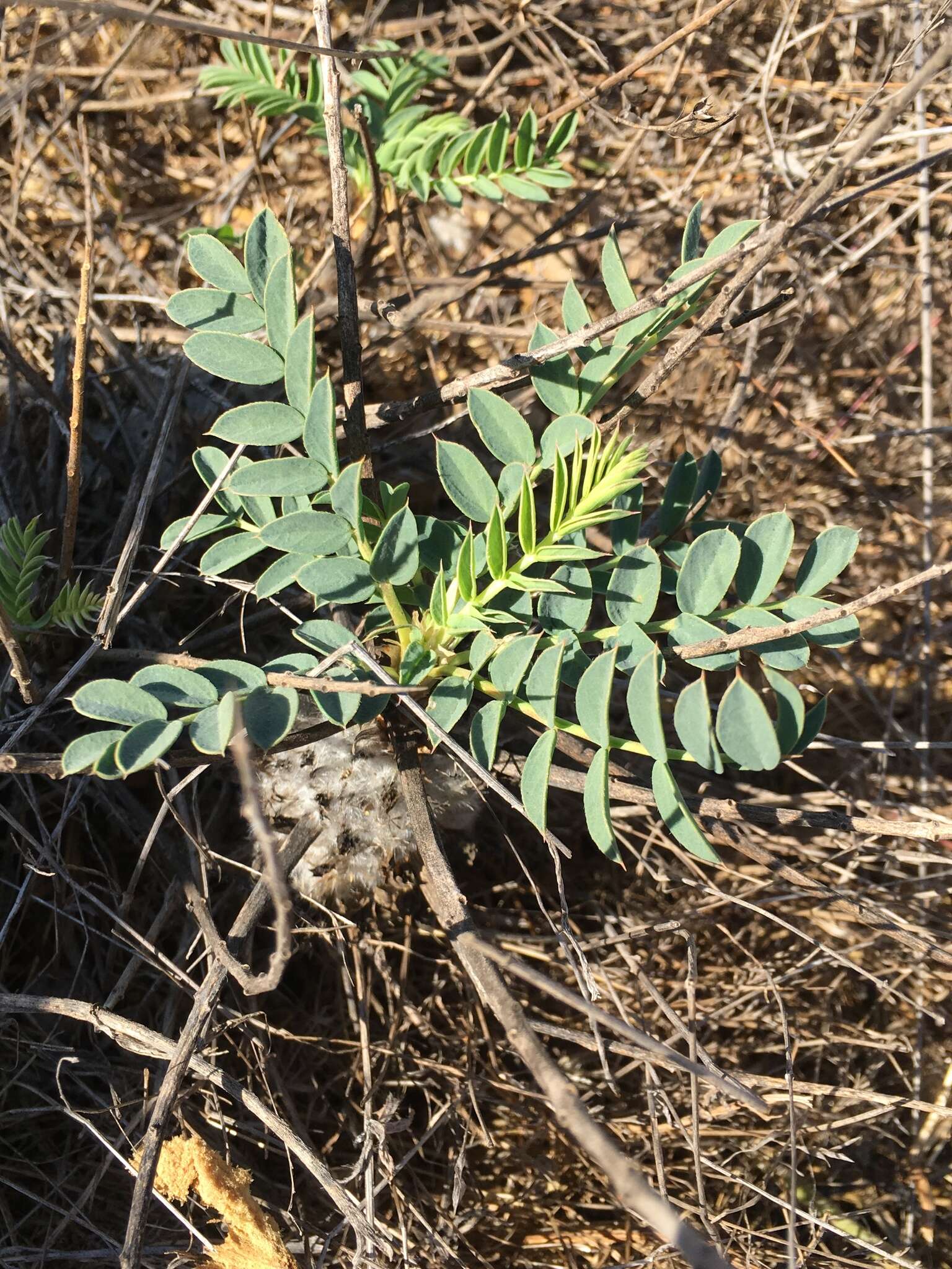 Image of Astragalus oleaefolius DC.