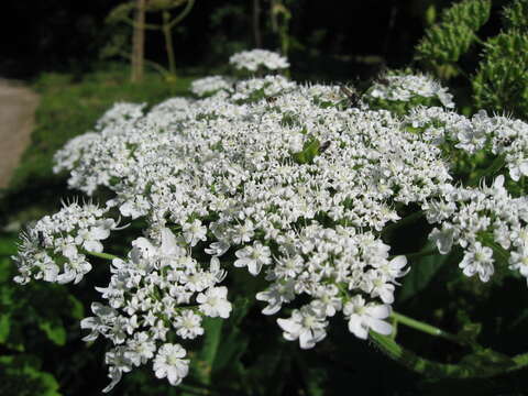 Image of Mantegazzi's Cow-Parsnip