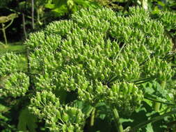 Image of Mantegazzi's Cow-Parsnip