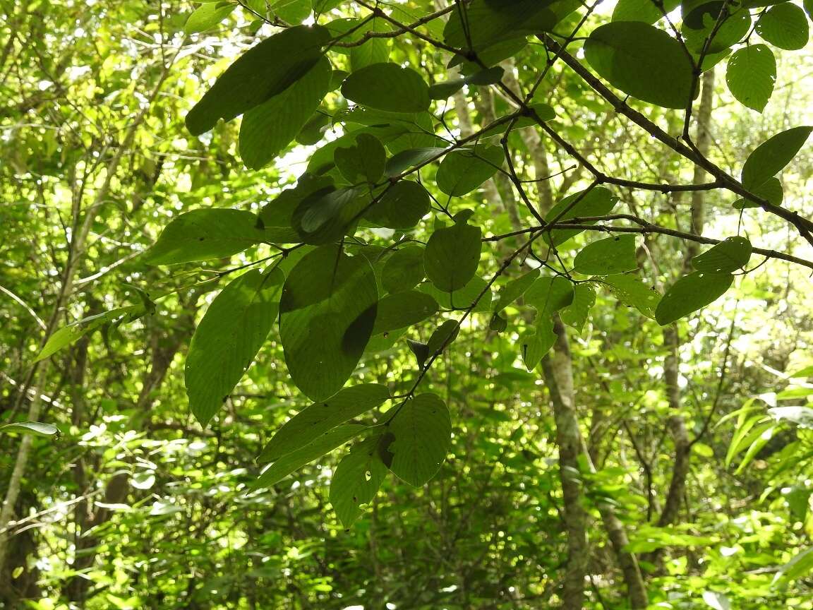 Image of Karwinskia calderonii Standl.