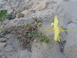 Oenothera drummondii subsp. thalassaphila (Brandegee) W. Dietrich & W. L. Wagner resmi